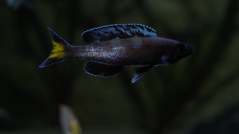 Cyprichromis sp. 'brilliant jumbo' (Speckleback Moba)
